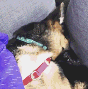 德牧卖起萌来，一般人承受不了！-5.gif