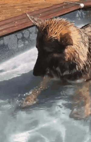 德牧卖起萌来，一般人承受不了！-11.gif