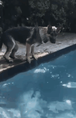 德牧卖起萌来，一般人承受不了！-10.gif