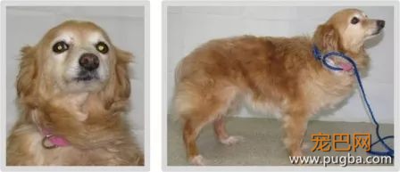 你绝对猜不出这些都是什么狗的结晶-1.jpeg