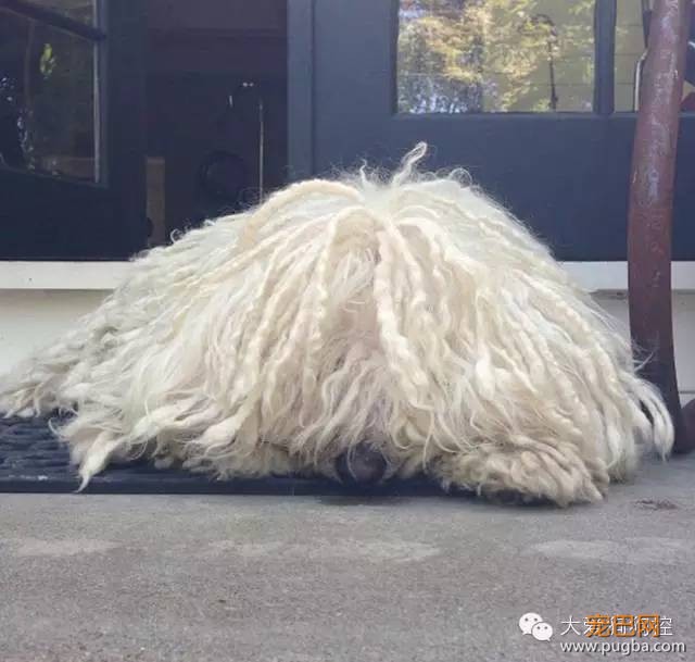 这才是真正的“拖把狗”，一起来见识下-4.jpeg
