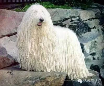 这才是真正的“拖把狗”，一起来见识下-10.jpeg