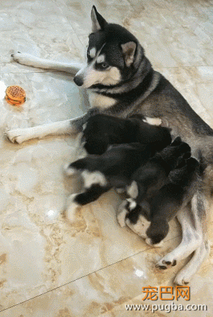 哈士奇生孩子后后悔，喂奶耽误拆家，看人的眼神都邪了-4.gif