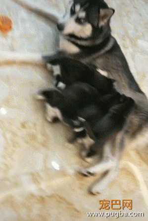 哈士奇生孩子后后悔，喂奶耽误拆家，看人的眼神都邪了-5.gif