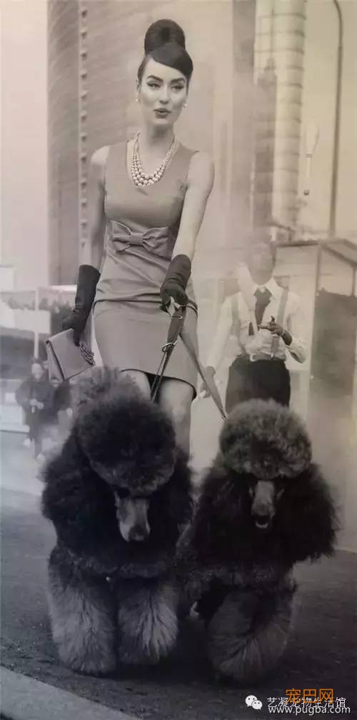 爱上贵宾犬的3大理由，一般人我还不告诉-2.jpeg