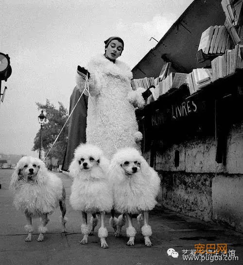 爱上贵宾犬的3大理由，一般人我还不告诉-3.jpeg