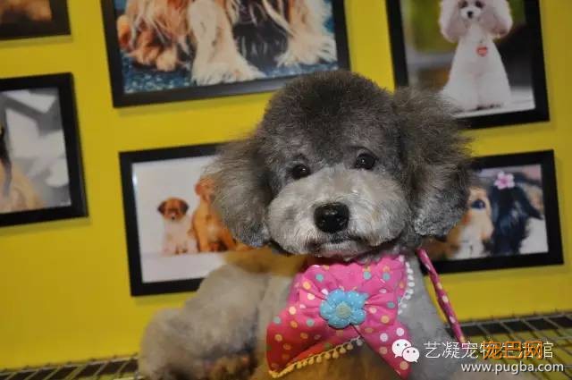 爱上贵宾犬的3大理由，一般人我还不告诉-5.jpeg