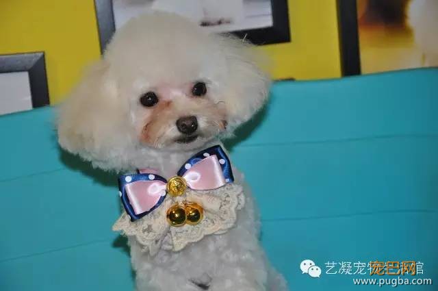 爱上贵宾犬的3大理由，一般人我还不告诉-8.jpeg