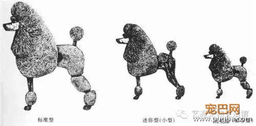 爱上贵宾犬的3大理由，一般人我还不告诉-6.jpeg