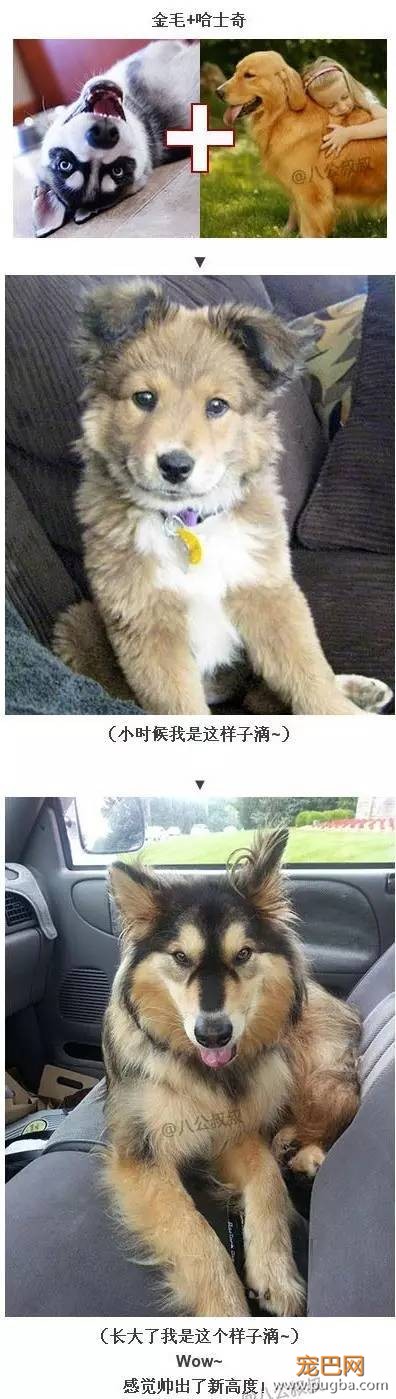 当各种狗与哈士奇谈恋爱后…-3.jpeg