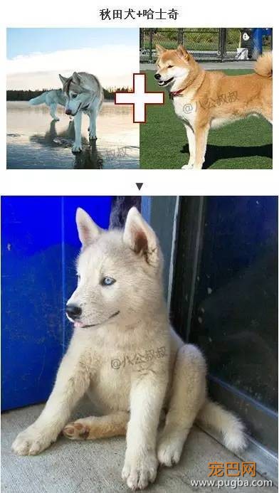 当各种狗与哈士奇谈恋爱后…-6.jpeg