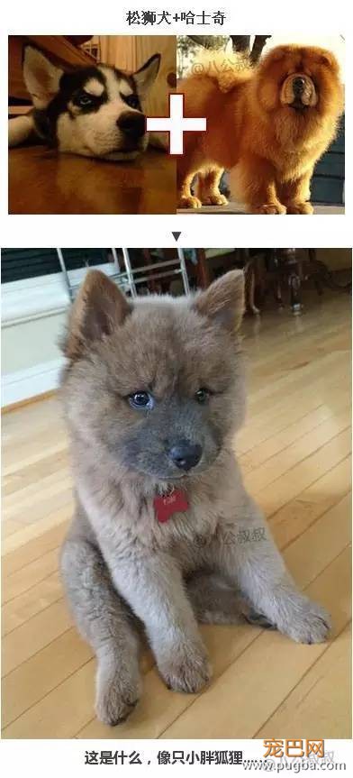 当各种狗与哈士奇谈恋爱后…-7.jpeg