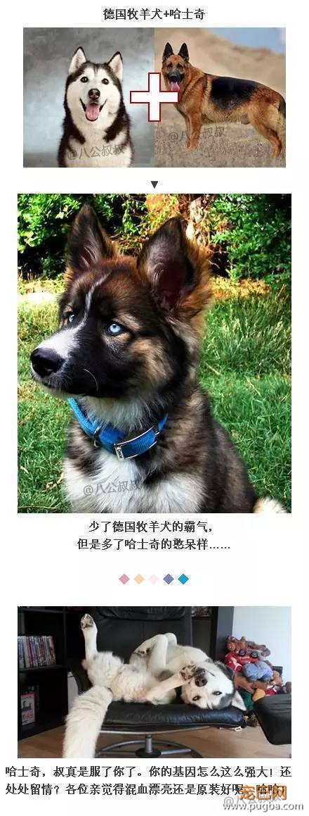 当各种狗与哈士奇谈恋爱后…-9.jpeg