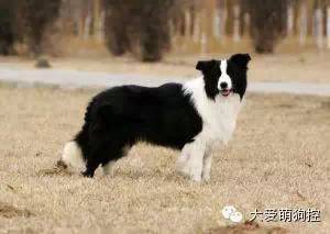 竟然真有这种狗?!最全宠物狗品种大全！-7.jpeg