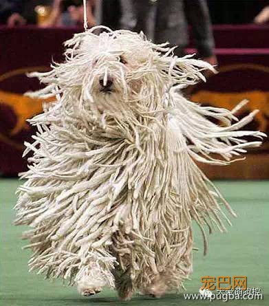 竟然真有这种狗?!最全宠物狗品种大全！-1.jpeg