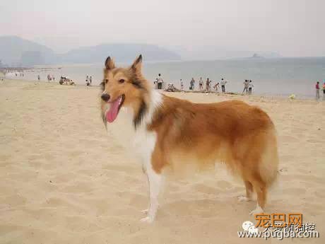 竟然真有这种狗?!最全宠物狗品种大全！-15.jpeg
