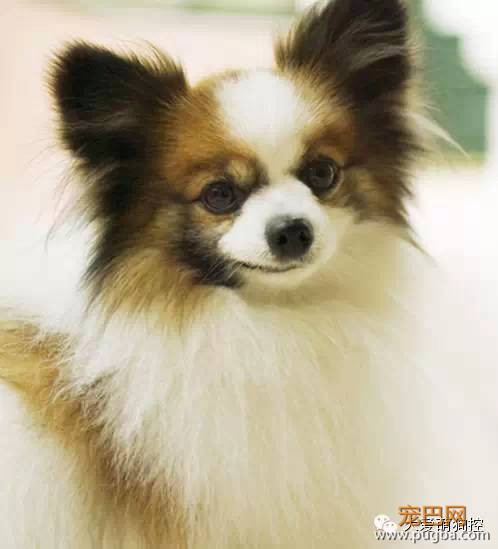 竟然真有这种狗?!最全宠物狗品种大全！-14.jpeg