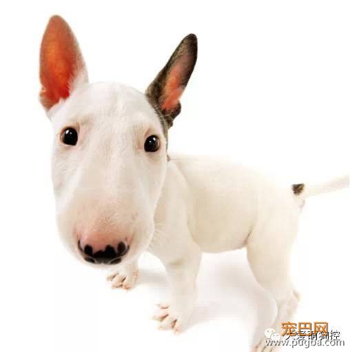 竟然真有这种狗?!最全宠物狗品种大全！-25.jpeg