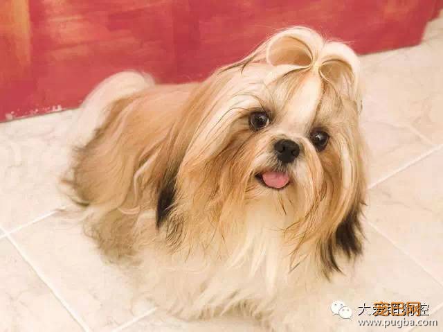 竟然真有这种狗?!最全宠物狗品种大全！-19.jpeg