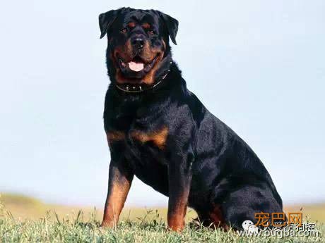 竟然真有这种狗?!最全宠物狗品种大全！-22.jpeg
