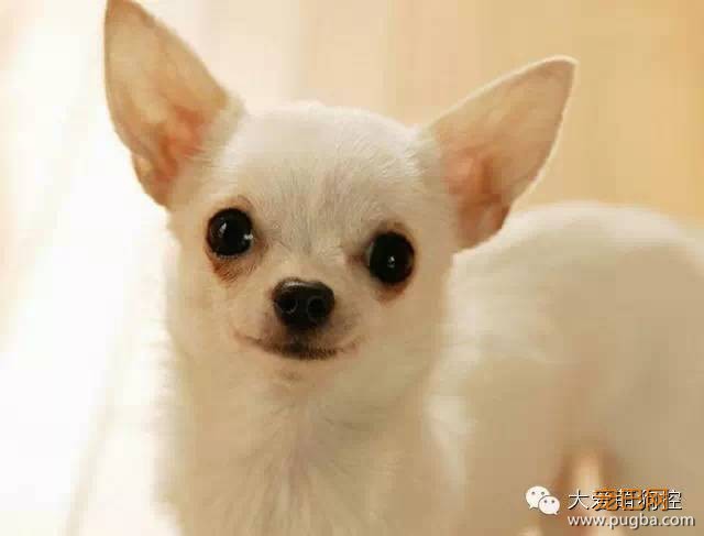 竟然真有这种狗?!最全宠物狗品种大全！-23.jpeg