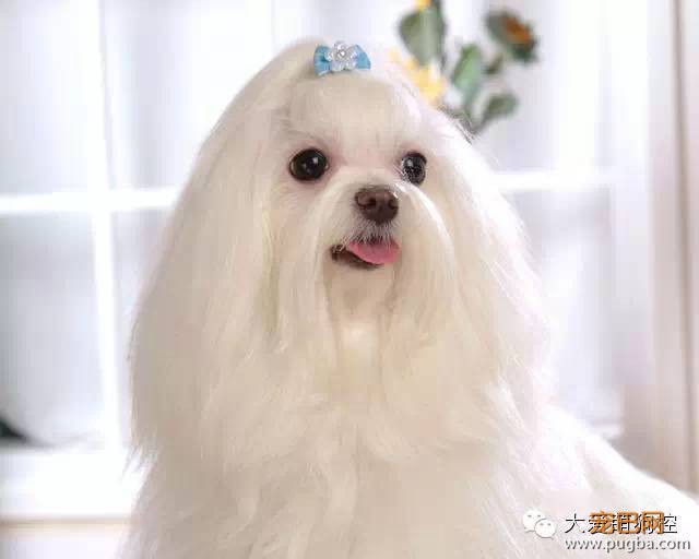 竟然真有这种狗?!最全宠物狗品种大全！-18.jpeg