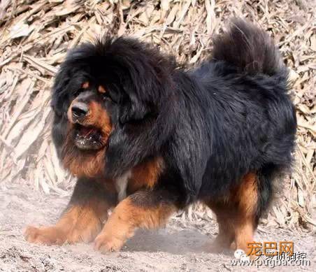 竟然真有这种狗?!最全宠物狗品种大全！-32.jpeg