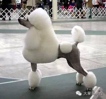 竟然真有这种狗?!最全宠物狗品种大全！-34.jpeg