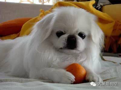 竟然真有这种狗?!最全宠物狗品种大全！-43.jpeg