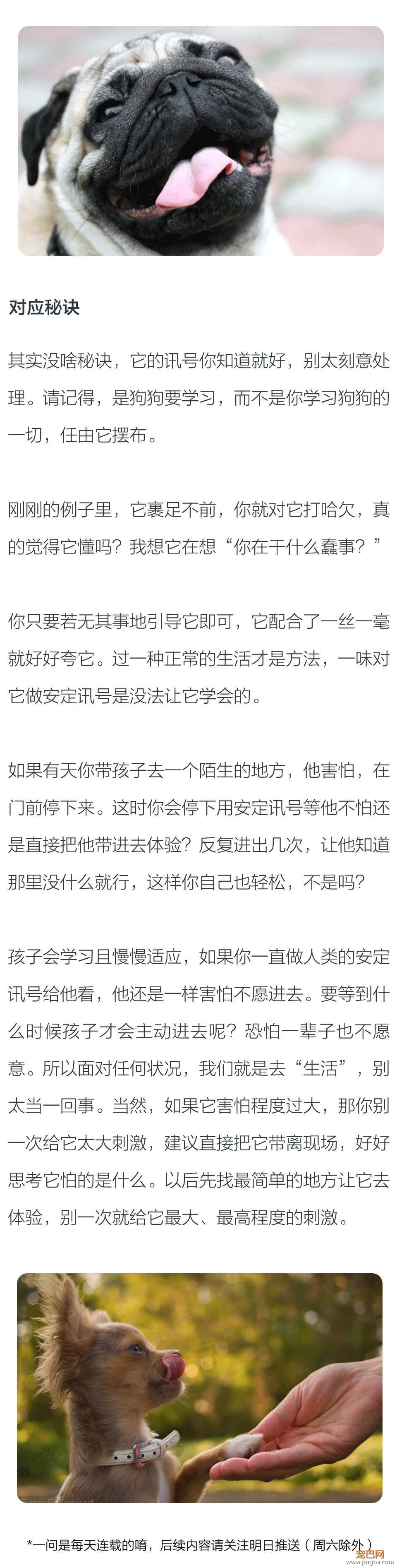 狗狗害怕时，该如何用安定讯号安抚它？-2.jpeg