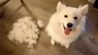 开个玩笑，什么狗最会掉毛？-1.jpeg