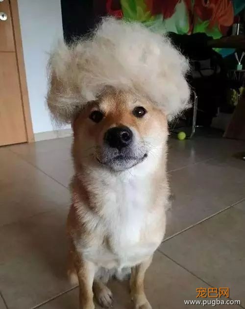 开个玩笑，什么狗最会掉毛？-3.jpeg