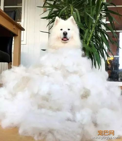 开个玩笑，什么狗最会掉毛？-6.jpeg