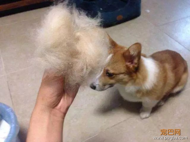开个玩笑，什么狗最会掉毛？-2.jpeg