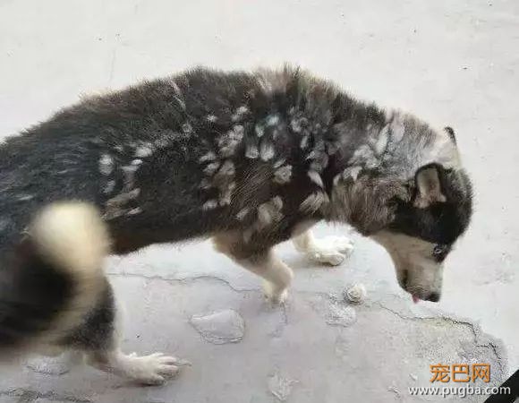 开个玩笑，什么狗最会掉毛？-7.jpeg