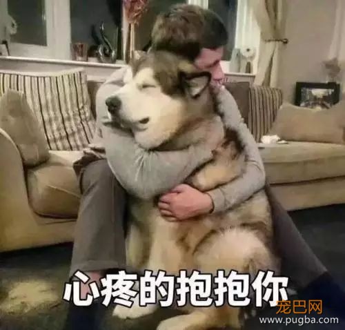 开个玩笑，什么狗最会掉毛？-9.jpeg