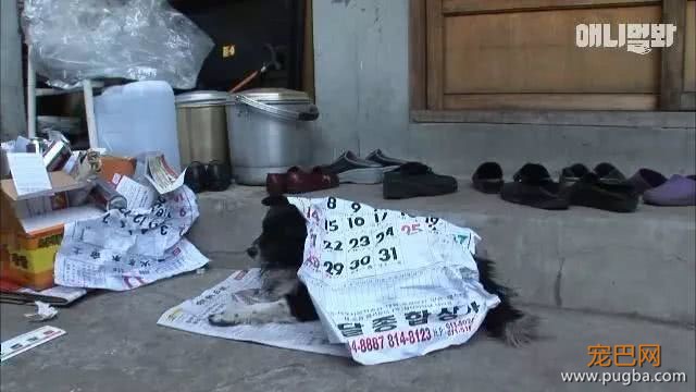 3腿忠犬走路不便，扔坚持陪伴80多岁婆婆：没有它，我可能早死了-9.jpeg