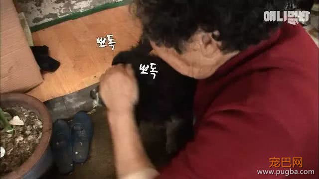 3腿忠犬走路不便，扔坚持陪伴80多岁婆婆：没有它，我可能早死了-10.jpeg