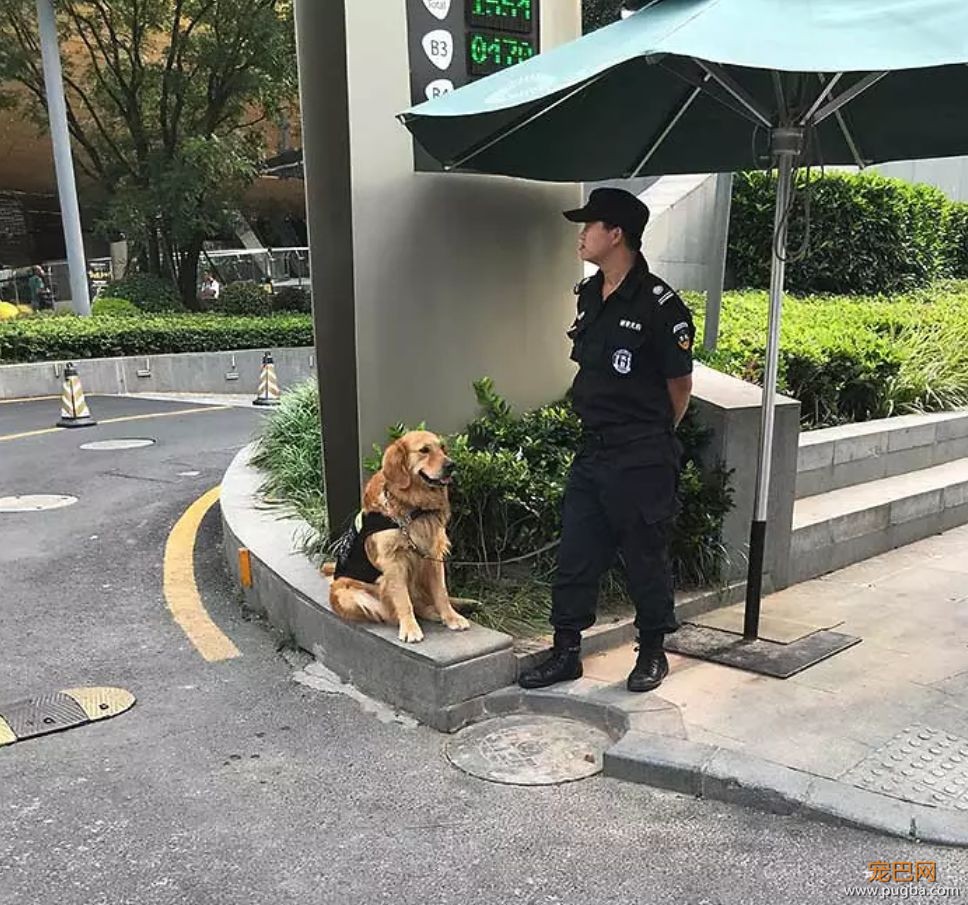 原来狗狗能胜任这么多工作，看完感觉我要失业了！-31.jpeg