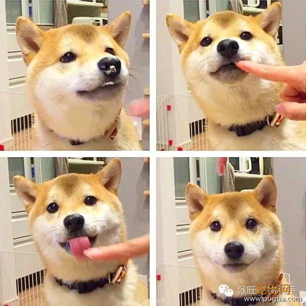 养狗狗常见的一些问题，GET起来备用-2.jpeg