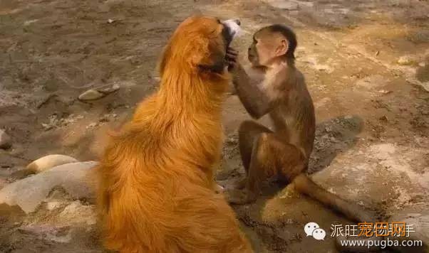 养狗狗常见的一些问题，GET起来备用-3.jpeg