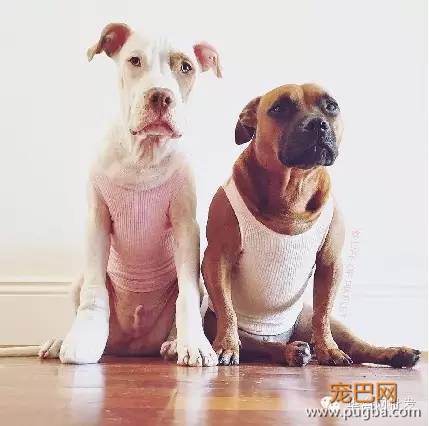 当两只狗狗养了两只鸭宝宝，它们的幸福生活就此展开……-1.jpeg