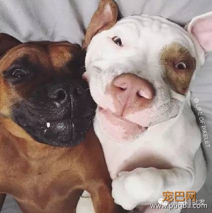 当两只狗狗养了两只鸭宝宝，它们的幸福生活就此展开……-3.jpeg