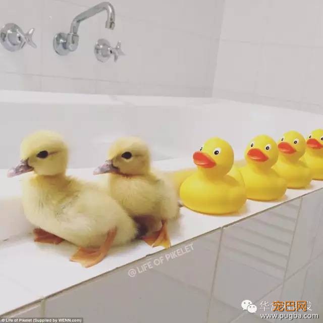 当两只狗狗养了两只鸭宝宝，它们的幸福生活就此展开……-11.jpeg