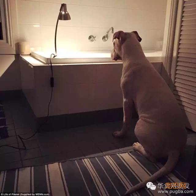 当两只狗狗养了两只鸭宝宝，它们的幸福生活就此展开……-12.jpeg