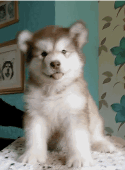狗狗“歪头杀”，是在卖萌么-2.gif