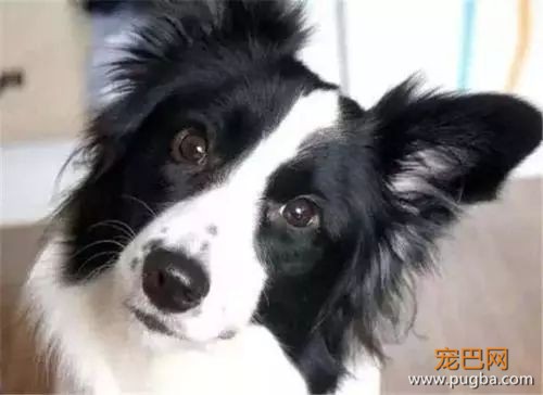 狗狗“歪头杀”，是在卖萌么-5.jpeg