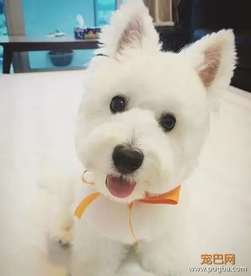 狗狗“歪头杀”，是在卖萌么-8.jpeg
