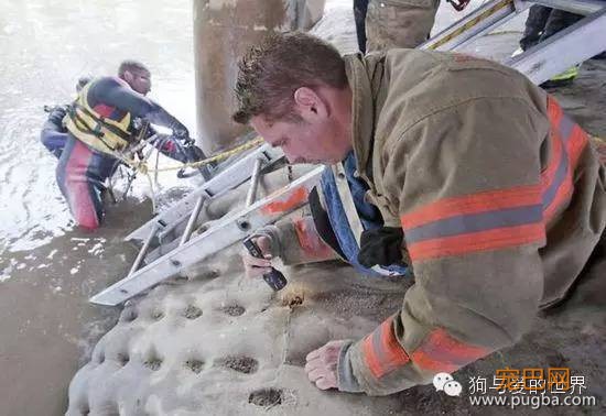 狗狗被困泄洪坝中，被救出后它的举动感动所有人！-8.jpeg