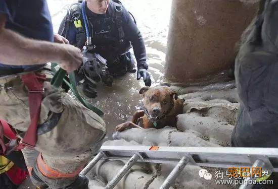 狗狗被困泄洪坝中，被救出后它的举动感动所有人！-11.jpeg